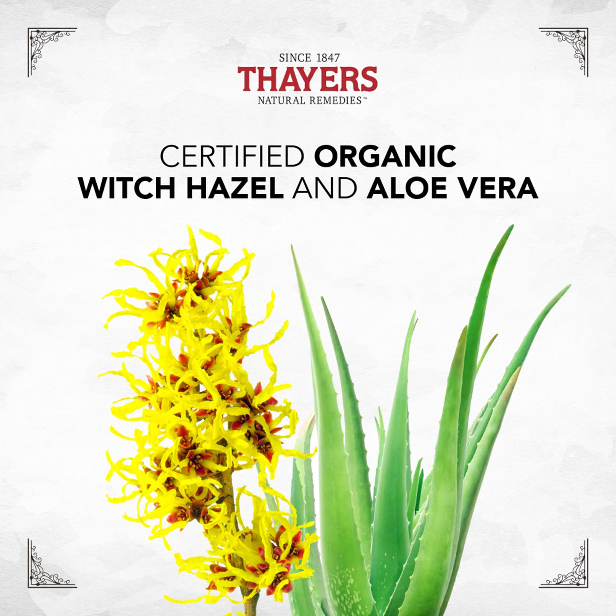 Alcohol Free Witch Hazel Toner Rose - Image 15