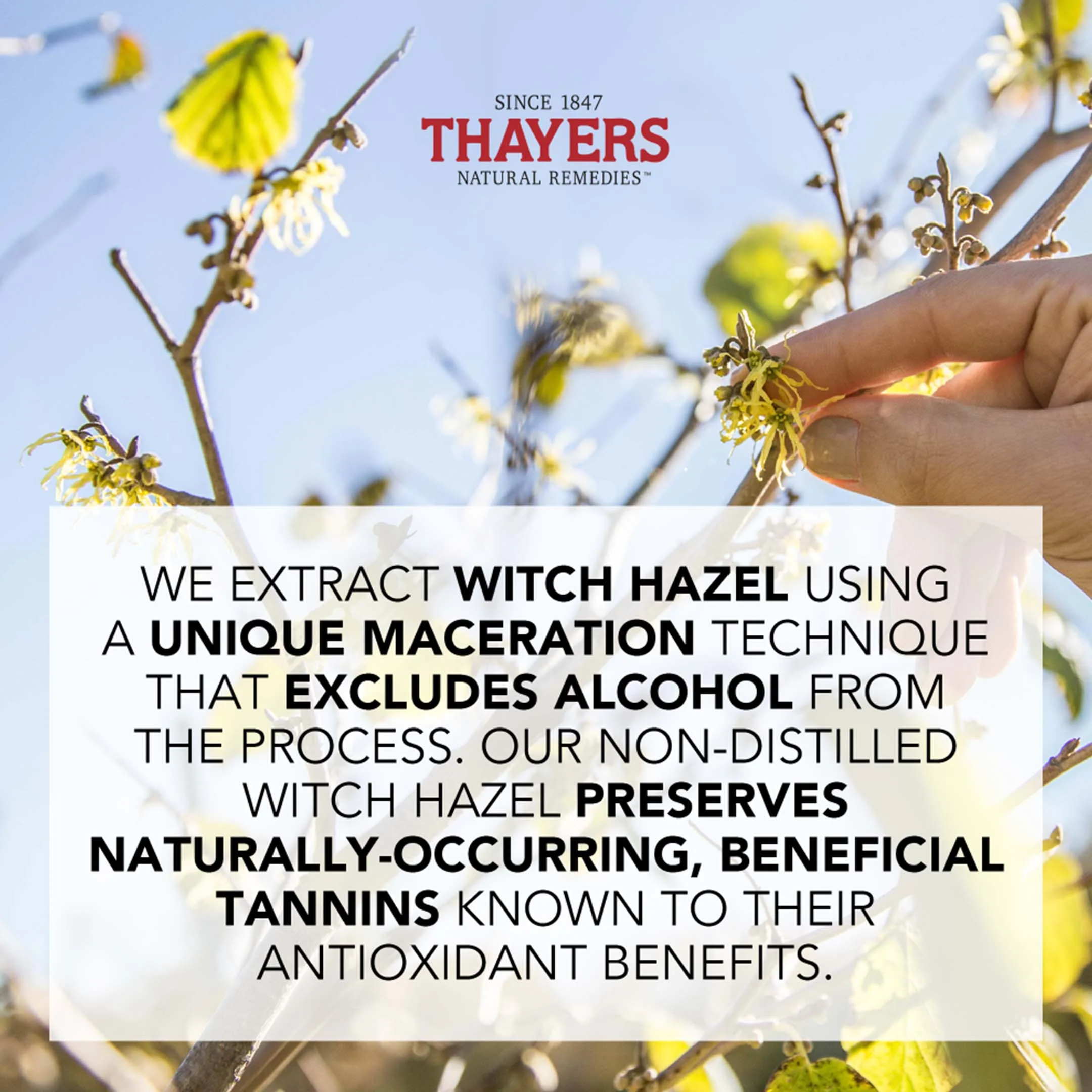 Alcohol Free Witch Hazel Toner Rose - Image 30